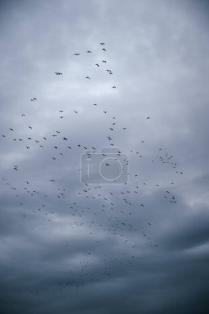 Photo for Flock of seagulls flying across the dramatic winter sky in sunset, low angle view - Royalty Free Image