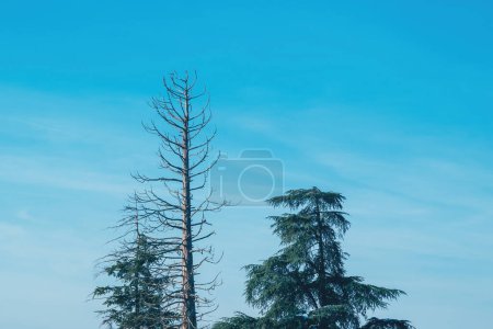 Foto de Árbol alto muerto en el parque contra el cielo azul, enfoque selectivo - Imagen libre de derechos