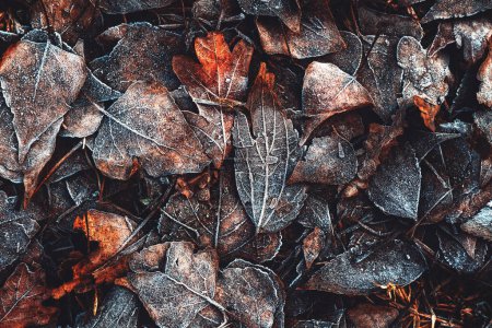 Téléchargez les photos : Feuilles d'automne congelées sur le sol dans la matinée glacée d'hiver, directement au-dessus - en image libre de droit