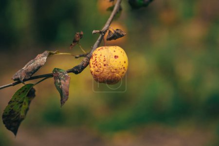 Foto de Viejo fruto de manzana demasiado maduro en la rama en huerto, enfoque selectivo - Imagen libre de derechos