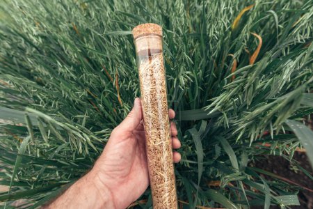 Photo for Farmer agronomist holding plastic tube with oat crop grain sample, selective focus - Royalty Free Image