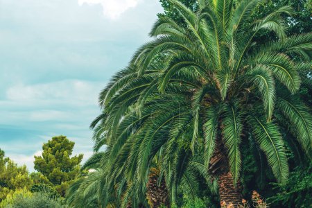 palmera datilera alta también conocida como palmera fénix en el parque de la ciudad costera, enfoque selectivo