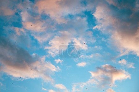Téléchargez les photos : Troupeau d'oiseaux volant à travers un beau ciel couchant, petit groupe de pigeons en silhouette, thème de la migration animale, vue à faible angle - en image libre de droit