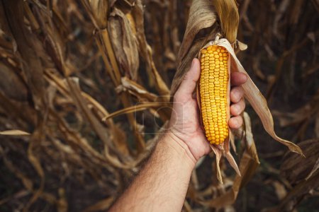 Foto de Agricultor examinando mazorca de maíz en el campo antes de la cosecha de cultivos maduros, pov disparado con enfoque selectivo - Imagen libre de derechos