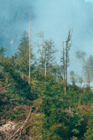 Damaged forest after summer supercell storm in Slovenia, vertical image