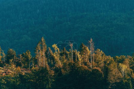 Beschädigter Wald nach Superzellensturm in Slowenien, horizontales Bild