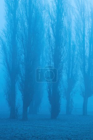 Téléchargez les photos : Grands arbres dans le brouillard hivernal, foyer sélectif - en image libre de droit