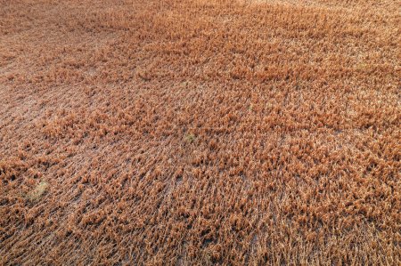 Téléchargez les photos : Prise de vue aérienne du champ de colza mûr endommagé après la tempête de vent, vue grand angle du point de vue du drone - en image libre de droit