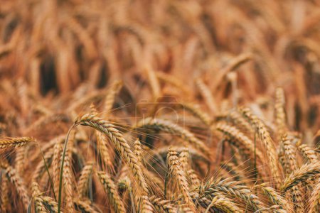 Photo for Ripening ears of common wheat (Triticum aestivum) cultivated crops in field, selective focus - Royalty Free Image