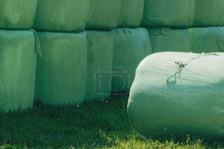 Cut grass gathered and rolled in plastic wrapping bales as animal fodder on agricultural farm, selective focus