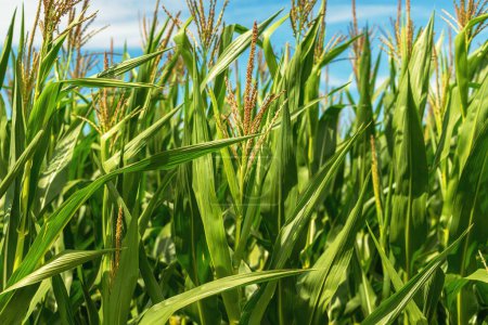 Foto de Tallos de maíz con borla en campo agrícola cultivado, cultivo de maíz orgánico, enfoque selectivo - Imagen libre de derechos