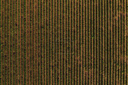 Téléchargez les photos : Rangées de cultures de soja en champ formant un motif rayé, prises aériennes du point de vue du drone directement au-dessus - en image libre de droit