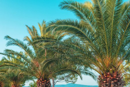 Téléchargez les photos : Palmiers aux feuilles vertes luxuriantes en été, paysage tropical au bord de la mer, orientation sélective - en image libre de droit