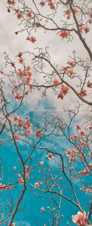 Foto de Vista de ángulo bajo del árbol de magnolia en floración en primavera, enfoque selectivo - Imagen libre de derechos