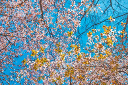 Vista de ángulo bajo de la copa de ciruelo de cerezo en flor, hermoso fondo de temporada de primavera