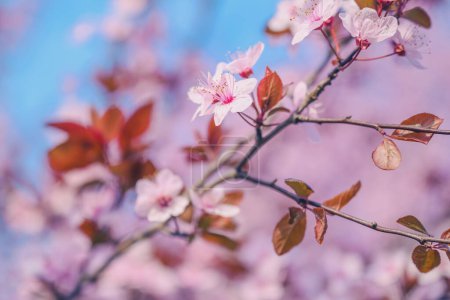 Téléchargez les photos : Prunier cerisier en fleur, beau fond de saison printanière, gros plan avec foyer sélectif - en image libre de droit