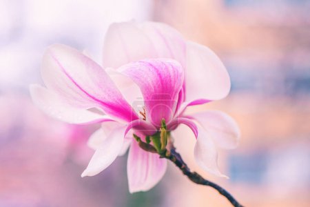 Téléchargez les photos : Magnolia floraison au printemps, belle fleur rose sur la branche, mise au point sélective - en image libre de droit