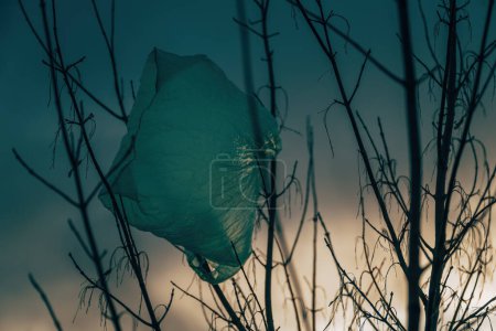 Téléchargez les photos : Un sac vert solitaire est suspendu à une branche d'arbre nu, un contraste saisissant avec le ciel nuageux de l'hiver, une mise au point sélective - en image libre de droit