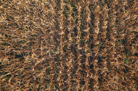 Ripe corn field full of weed, aerial shot from drone pov directly above