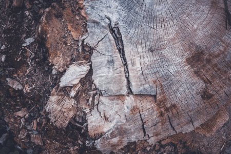 Foto de Textura de tronco de árbol viejo, primer plano con enfoque selectivo - Imagen libre de derechos