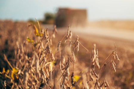 Téléchargez les photos : Dosettes de soja prêtes à être récoltées dans un champ cultivé avec silhouette d'un tracteur agricole et d'une remorque soulevant de la poussière sur un chemin de terre de campagne au coucher du soleil en été, orientation sélective - en image libre de droit