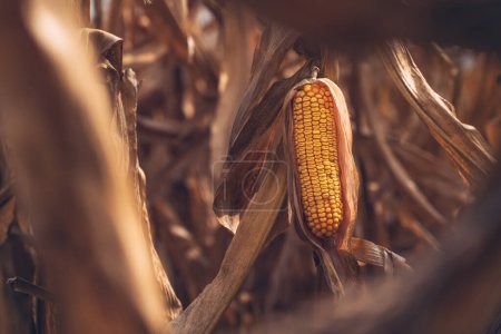 Ripe ear of corn crop in cultivated agricultural field ready for harvest, selective focus