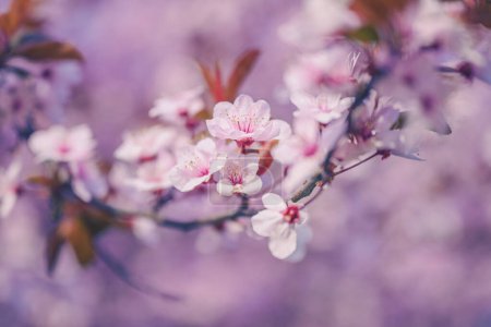 Cherry plum branch in blossom, beautiful spring season background, selective focus
