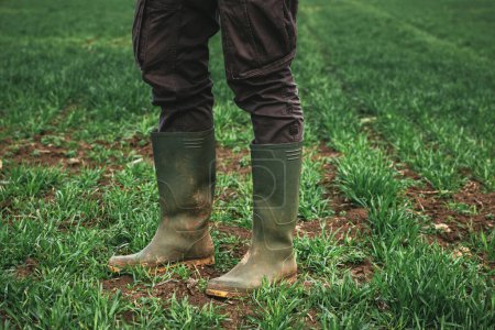 Téléchargez les photos : Agronomiste portant des bottes en caoutchouc vert debout dans le champ de semis de blé, foyer sélectif - en image libre de droit