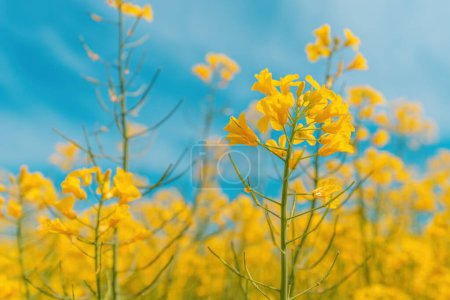 Photo for Rapeseed crops with blooming yellow flowers in spring on a sunny day, closeup with selective focus - Royalty Free Image