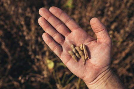 Téléchargez les photos : Gros plan de la main du travailleur agricole examinant les gousses de soja mûres avant la récolte, orientation sélective - en image libre de droit