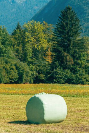 Gemähtes Wiesengras gerollt und in Plastikfolie verpackt als Tierfutter, Szene aus der slowenischen Landschaft, selektiver Fokus