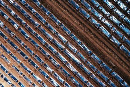 Foto de Tiro aéreo de arriba hacia abajo de plantación de sandía con equipo de invernadero de láminas de plástico, drone pov - Imagen libre de derechos