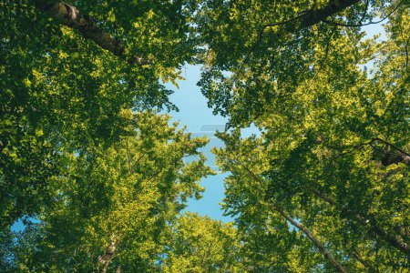 Foto de Mirando hacia arriba en las frondosas copas de árboles verdes en el bosque caducifolio con fracción de cielo azul en el centro como espacio de copia, vista de ángulo bajo - Imagen libre de derechos