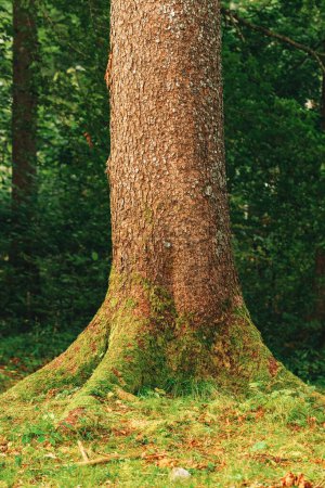 Téléchargez les photos : Tronc d'arbre recouvert de mousse verte, foyer sélectif - en image libre de droit