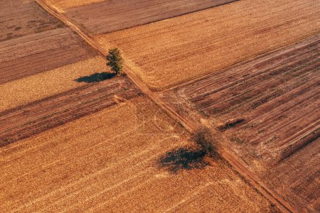 Photo for Aerial shot of two trees and the dirt road through cultivated landscape, drone pov high angle view - Royalty Free Image