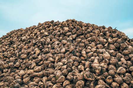 Téléchargez les photos : Pile de cultures sarclées de betteraves sucrières récoltées au champ, orientation sélective - en image libre de droit