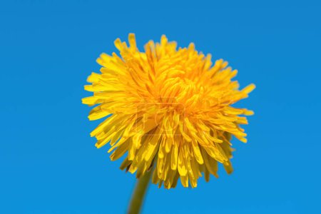 Téléchargez les photos : Pissenlit jaune tête de fleur contre le ciel bleu, mise au point sélective - en image libre de droit