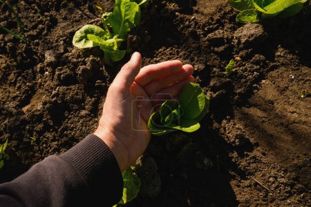 Téléchargez les photos : Fermier examinant la laitue pommée dans un jardin biologique, orientation sélective - en image libre de droit