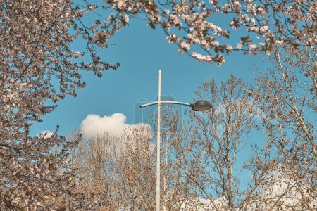 Téléchargez les photos : Lampadaire encadré par des branches d'arbres en fleurs au printemps, mise au point sélective - en image libre de droit
