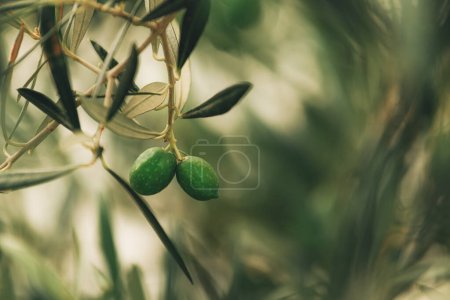 Téléchargez les photos : Olivier vert sur branche dans un verger biologique, plantation de produits locaux, orientation sélective - en image libre de droit