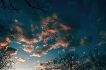 Foto de Hermoso cielo al atardecer con nubes vistas a través de ramas de árboles desnudos, vista de ángulo bajo - Imagen libre de derechos