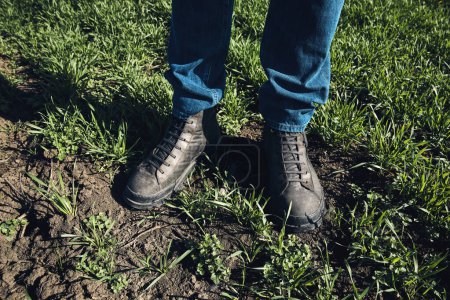 Foto de Agricultor de pie en el campo de hierba de trigo, primer plano de botas en plantación de plántulas de cultivos de cereales, enfoque selectivo - Imagen libre de derechos