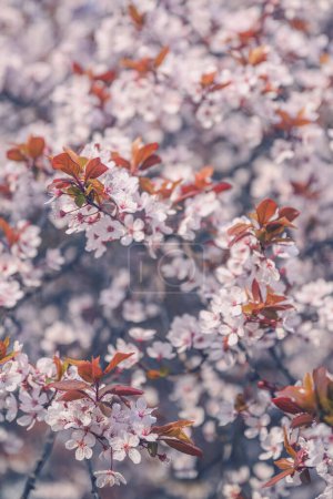 Foto de Ciruela de cerezo en flor, primer plano con enfoque selectivo - Imagen libre de derechos