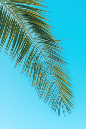Téléchargez les photos : Feuille de palmier contre ciel bleu, fond de saison estivale tropicale, mise au point sélective - en image libre de droit