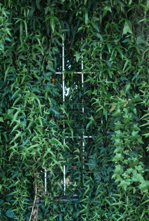 Foto de Planta de hiedra rastrera creciendo alrededor de la ventana de la casa, imagen vertical - Imagen libre de derechos