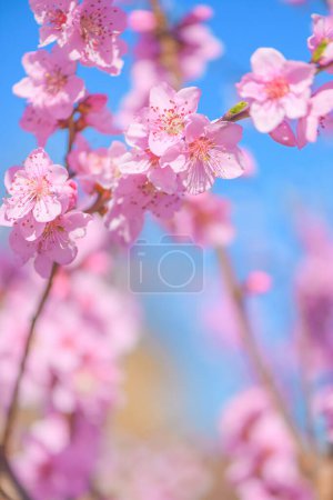 Téléchargez les photos : Belles fleurs de fleurs de pêche au printemps, mise au point sélective - en image libre de droit