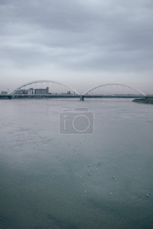 Téléchargez les photos : Troupeau de mouettes dans le Danube à Novi Triste par temps froid d'hiver, vue panoramique - en image libre de droit