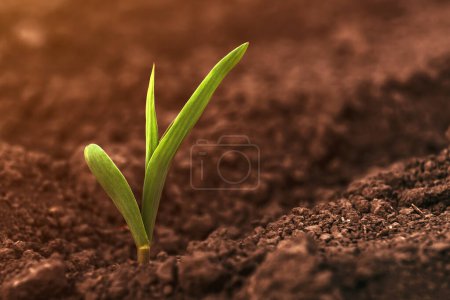 Foto de Cultivo de maíz plántulas verdes pequeñas que crecen fuera del suelo del campo agrícola en primavera, enfoque selectivo - Imagen libre de derechos