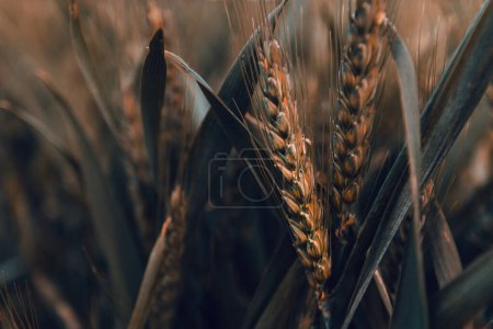 Unripe ear of wheat in field, close up with selective focus