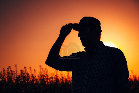 Téléchargez les photos : Silhouette rétroéclairée de fermier mâle avec chapeau de camionneur debout dans le champ de colza de canola en fleurs au coucher du soleil, mise au point sélective - en image libre de droit